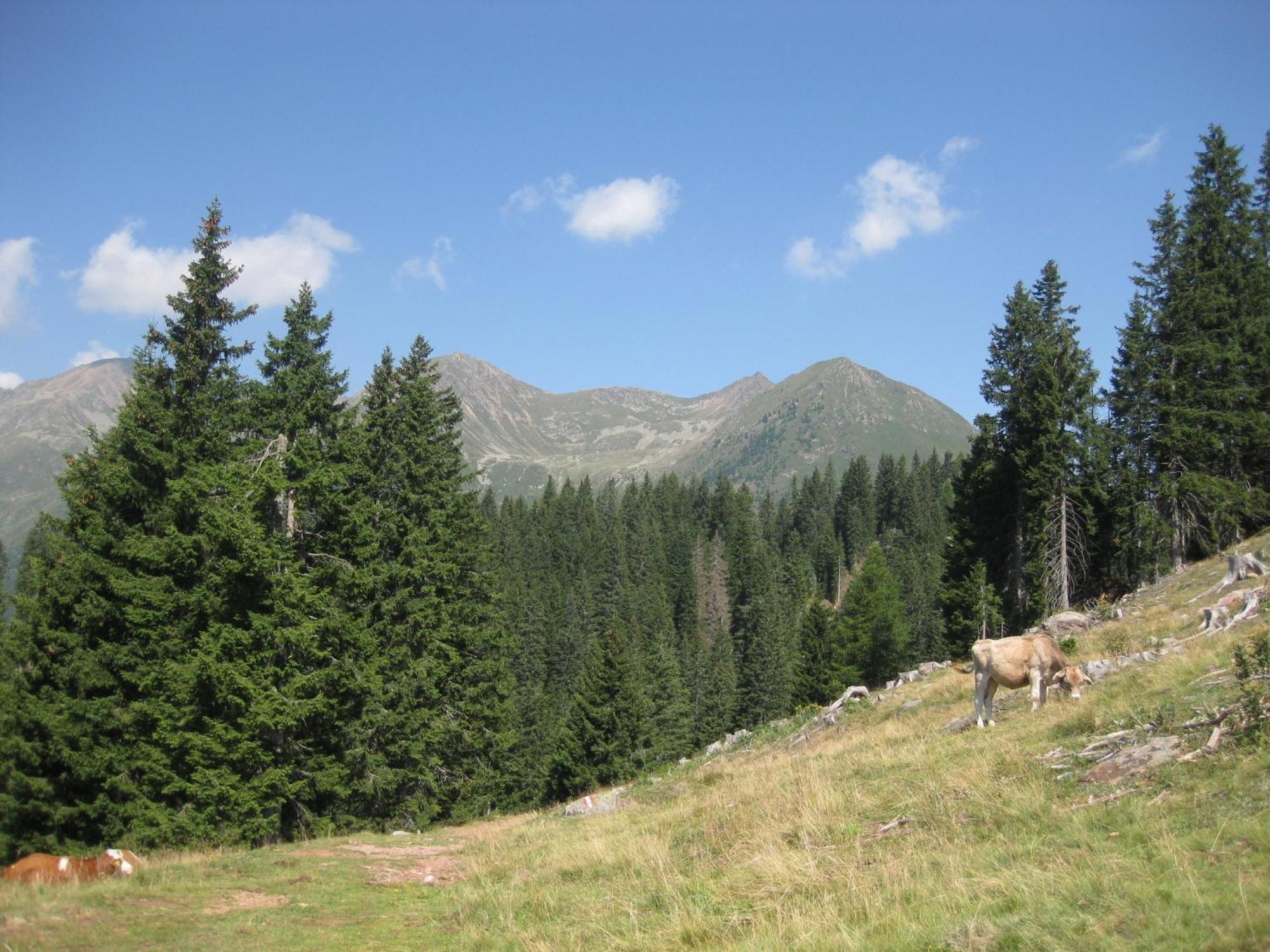 Fewo Windbichl Parcines Exterior foto
